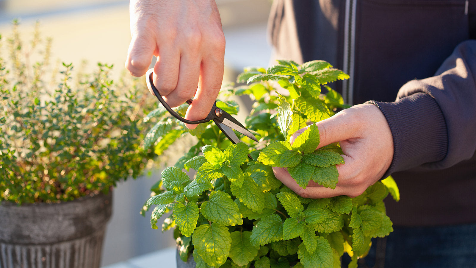 rumianek i lawenda poprawiają jakość snu lawenda uspokaja i poprawia sen