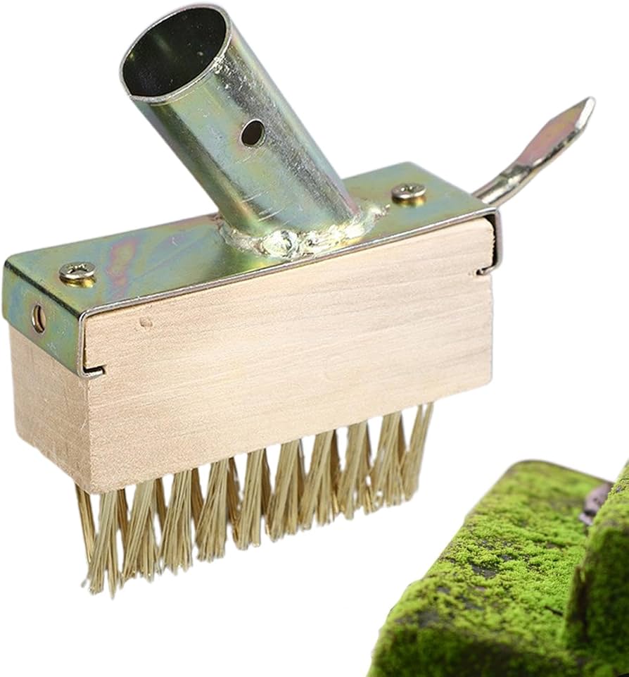 zielony chrobotek ozdabia ścianę salonu