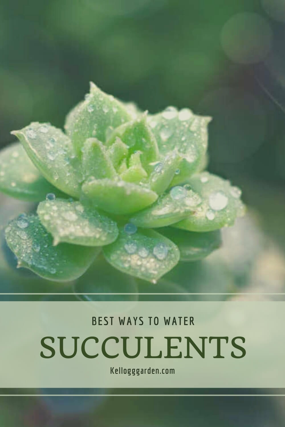 podlewaj sukulenty zimą rzadko po wyschnięciu gleby