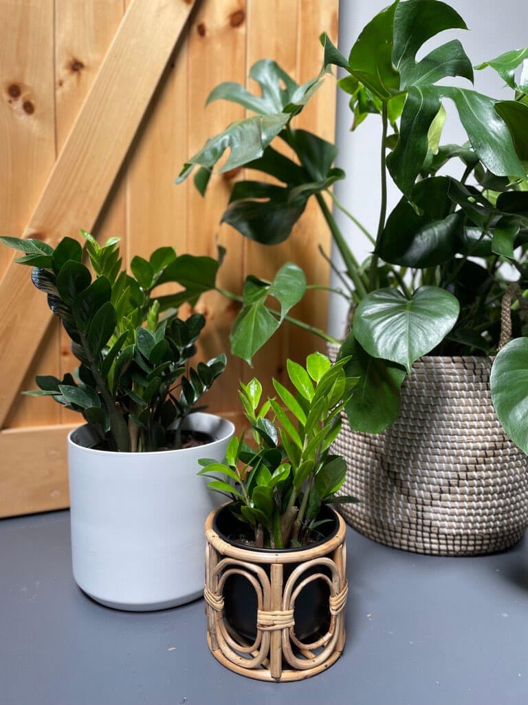 Paprotka do wilgotnego powietrza sypialni Bujne liście paprotki nerkowca w wiszącej doniczce przy oknie