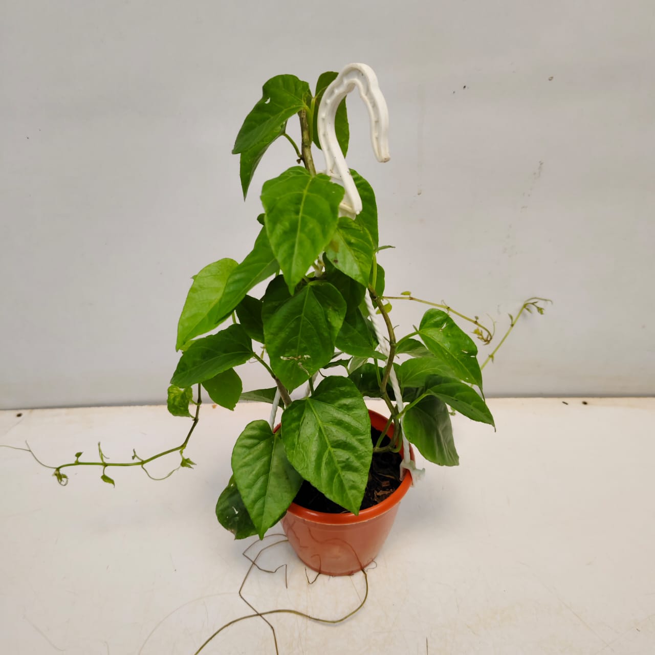 Pnącze Cissus rosnące w półcieniu z długimi pędami i gęstymi liśćmi