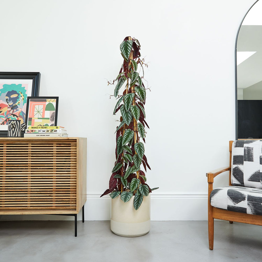 Odmiana Cissus z variegowanymi liśćmi w zielono-białe paski na pnączu