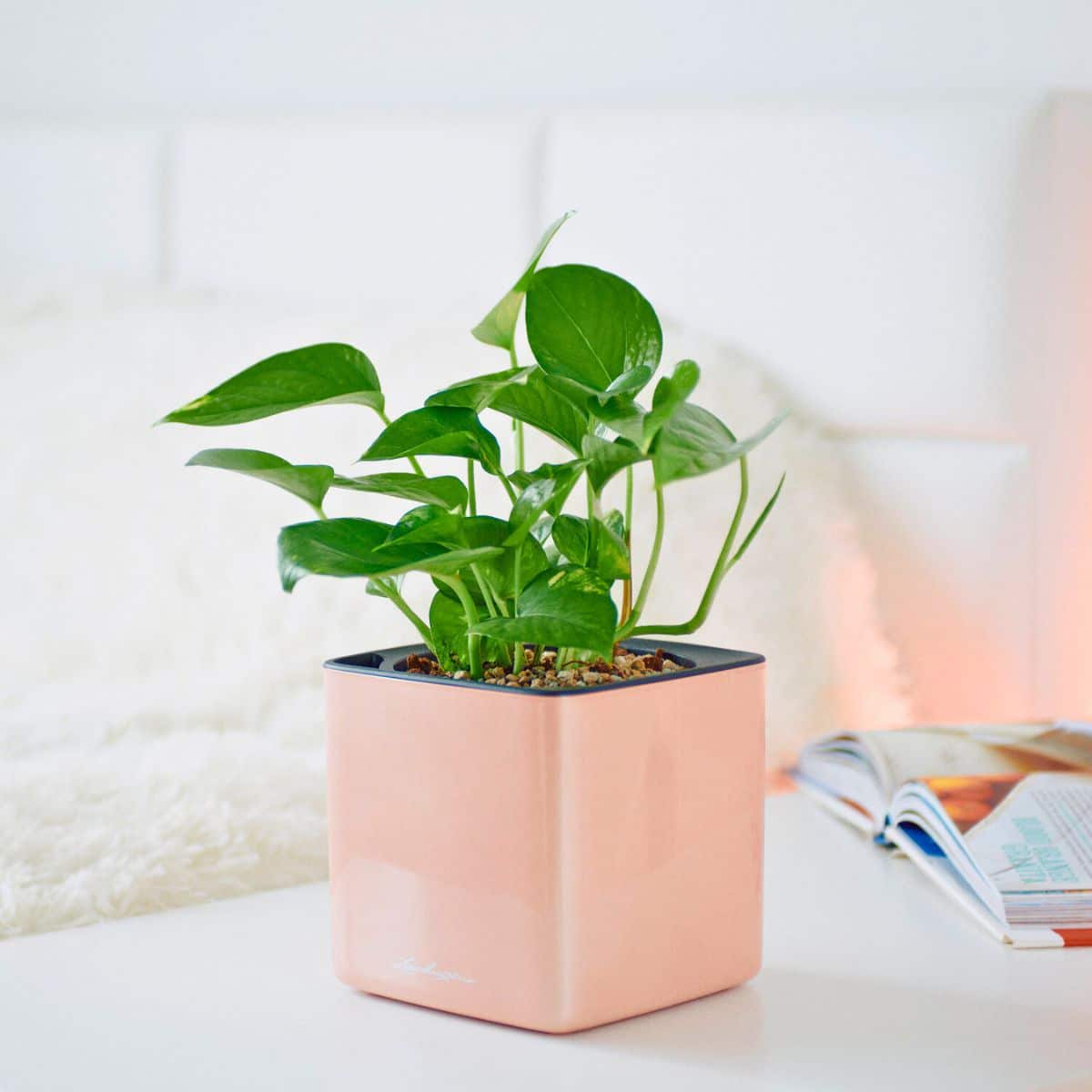 Aloes oczyszczający powietrze nocą Grube mięsiste liście aloesu w ceramicznej doniczce obok łóżka