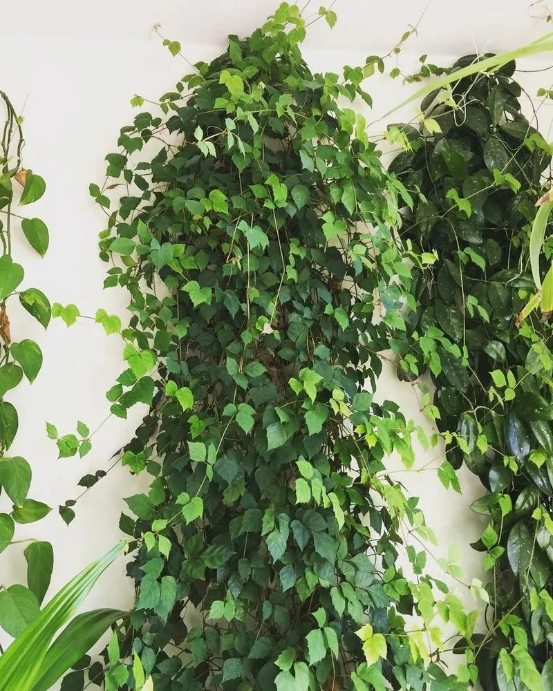 Kwiatostany Cissus z małymi białymi kwiatami skupionymi na szczytach pędów