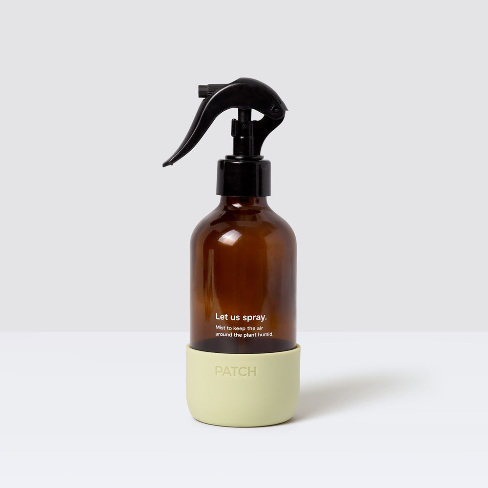 Błyszczące liście fikusa po regularnym zraszaniu Fikus benjamina z lśniącymi zielonymi liśćmi po codziennym zraszaniu