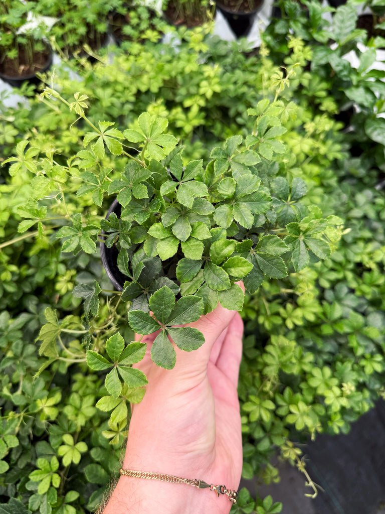 Przycinane pędy Cissus z świeżymi cięciami i zdrowymi liśćmi po pielęgnacji