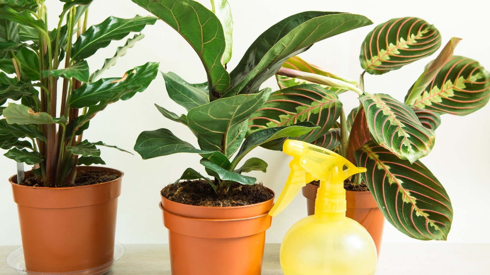 Porównanie suchego i zraszanego liścia sansewierii Suchy liść sansewierii obok wilgotnego z kropelkami wody na końcach